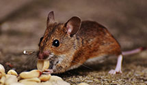 24 Hour & Emergency Exterminators in West Suffield, CT